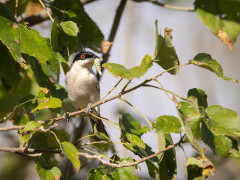 Southern boubou in Okavango Delta, Botswana.