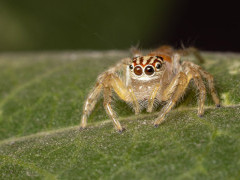 Zebra jumping spider in the Okavango Delta, Botswana.