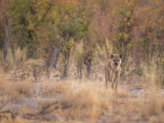 Spotted hyena in the Okavango Delta, Botswana.