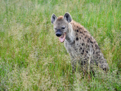 Spotted hyena in Botswana