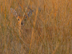 Steenbok in Botswana.