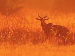 Red hartebeest in the Okavango Delta
