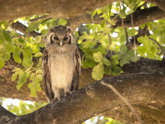 Verreaux's eagle owl in the Okavango Delta, Botswana.
