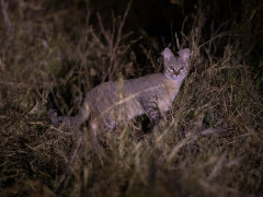 Wild cat in Okavango Delta, Botswana.
