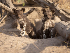 Wild dog pups in Okavango Delta, Botswana.
