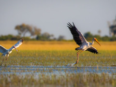 Yellow-billed stork and African spoonbill in Botswana