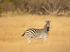 Zebra in Okavango Delta, Botswana.