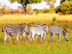 Zebra in the Okavango Delta