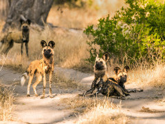 Pack of African wild dogs in Moremi Game Reserve, Okavango Delta, Botswana