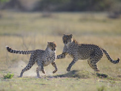 Pair of cheetah playing in Moremi Game Reserve, Okavango Delta, Botswana