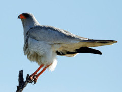 Pale chanting goshawk in Botswana.