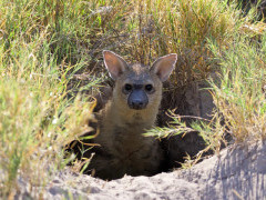 Aardwolf in Botswana.