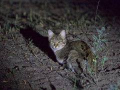 African wildcat in Botswana.