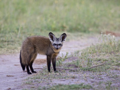 Bat-eared fox in Botswana.