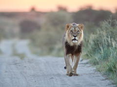 Black-maned lion in Botswana.