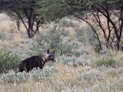 Brown hyena in Botswana.