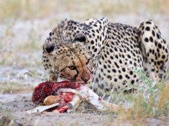 Cheetah in Botswana.