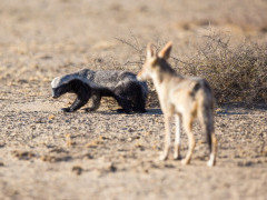 Honey badger in Botswana