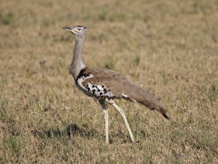 Kori bustard in Botswana.