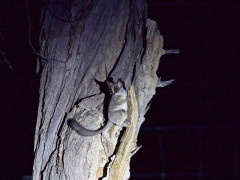 Lesser bushbaby in Botswana.