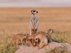 Meerkat in Botswana.