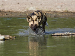 African wild dog in Botswana.