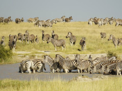 Zebra in Botswana