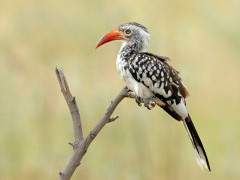 Red-billed hornbill in Botswana.