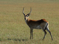 Red lechwe in Botswana