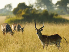 Red lechwe in Botswana.