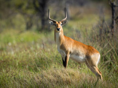 Red lechwe in Moremi Game Reserve, Okavango Delta, Botswana