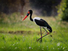 Saddle-billed stork in Botswana