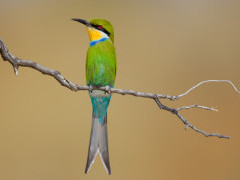 Swallow-tailed bee-eater in Botswana