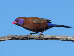 Violet-eared waxbill in Botswana