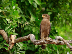 Western banded snake eagle in Botswana.