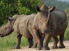 White rhino in Botswana.