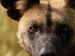 Wild dog in Botswana.