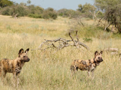 Wild dogs in Botswana.