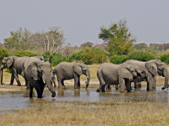 African elephant in Botswana.
