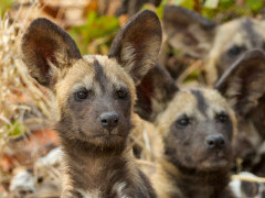 Wild dogs in Botswana.