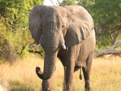 African elephant in Botswana.