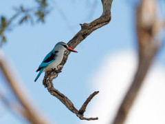Woodland kingfisher in Botswana.