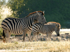 Zebra and foal in Botswana.