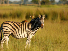 Zebra in Botswana.