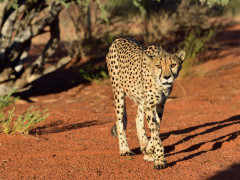 Cheetah