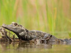 African dwarf crocodile in Odzala-Kokoua National Park, Congo