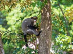 Brazza's monkey in Odzala-Kokoua National Park, Congo