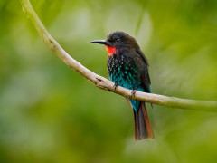 Forest bee-eater in Odzala-Kokoua National Park, Congo