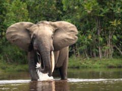 Forest elephant in Odzala-Kokoua National Park, Congo