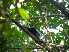 Colobus monkey in Odzala-Kokoua National Park, Congo.